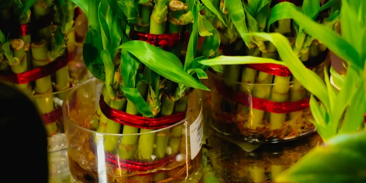 How to Care for Lucky Bamboo