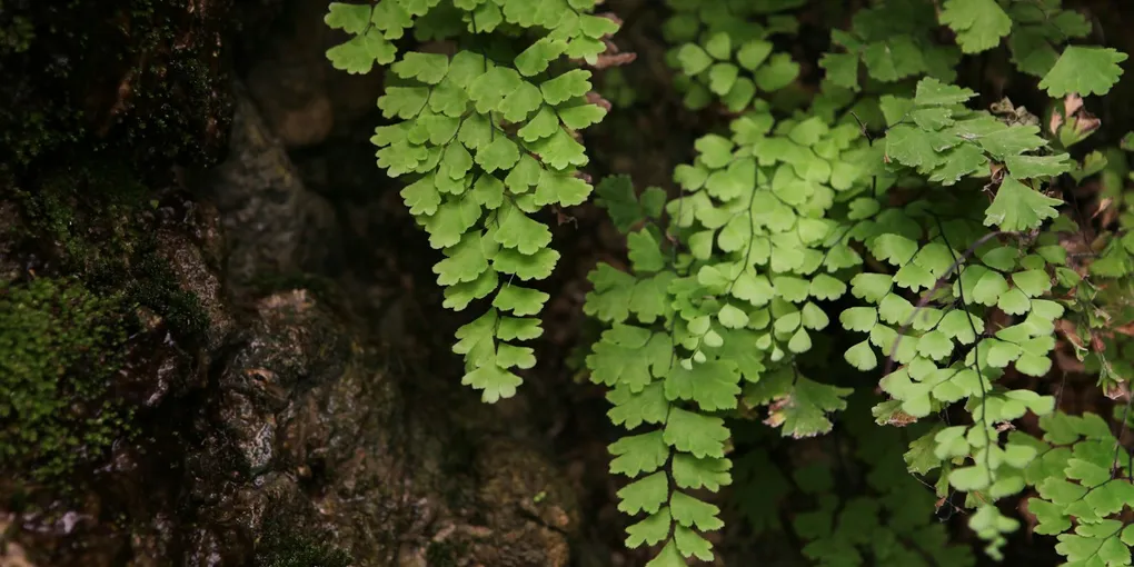 How to Care for a Maidenhair Fern