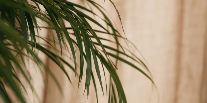 How to Care for a Majesty Palm