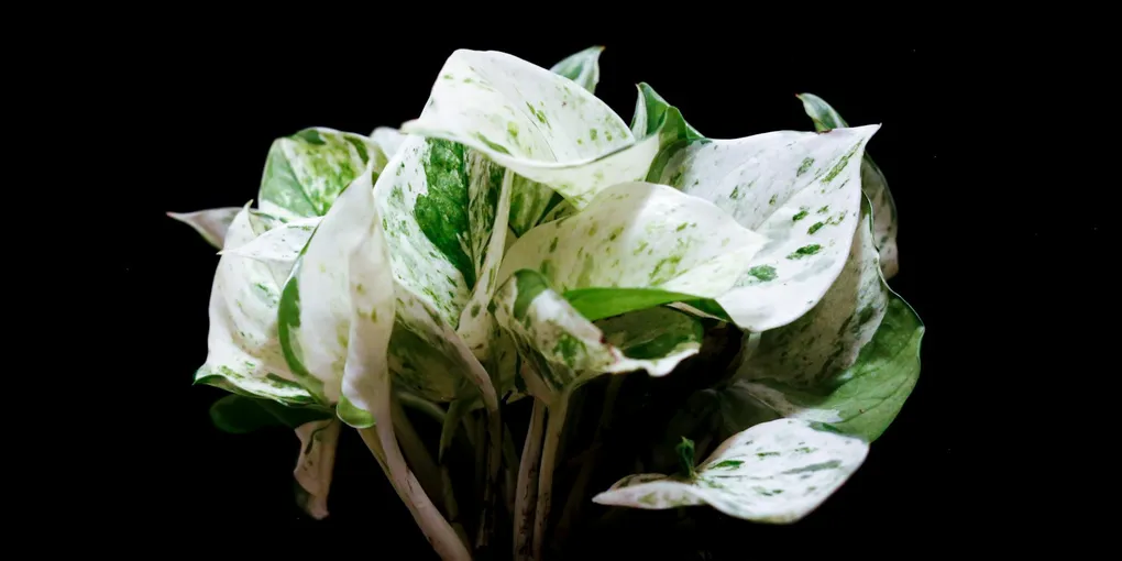 How to Care for a Marble Queen Pothos