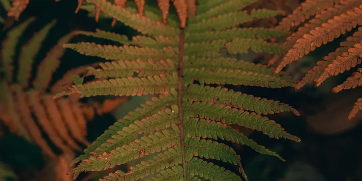 How to Get Rid of Mealybugs on Houseplants