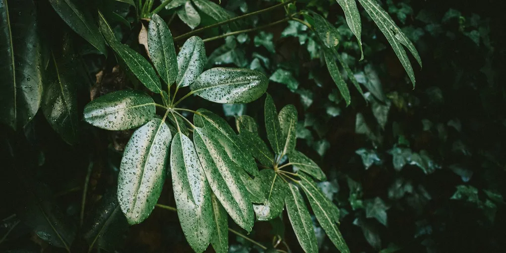 How to Care for a Ming Aralia
