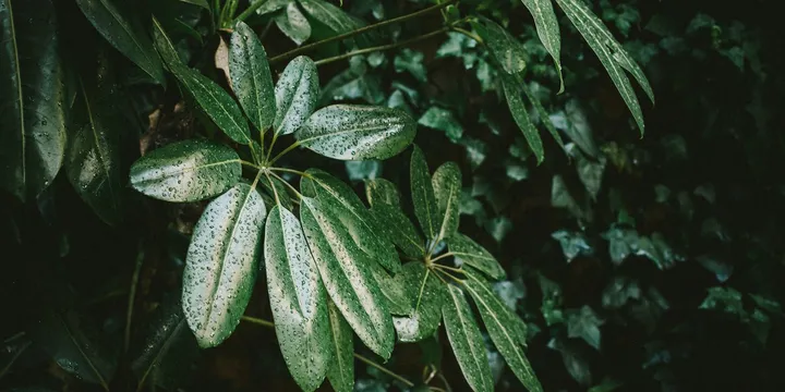 How to Care for a Ming Aralia