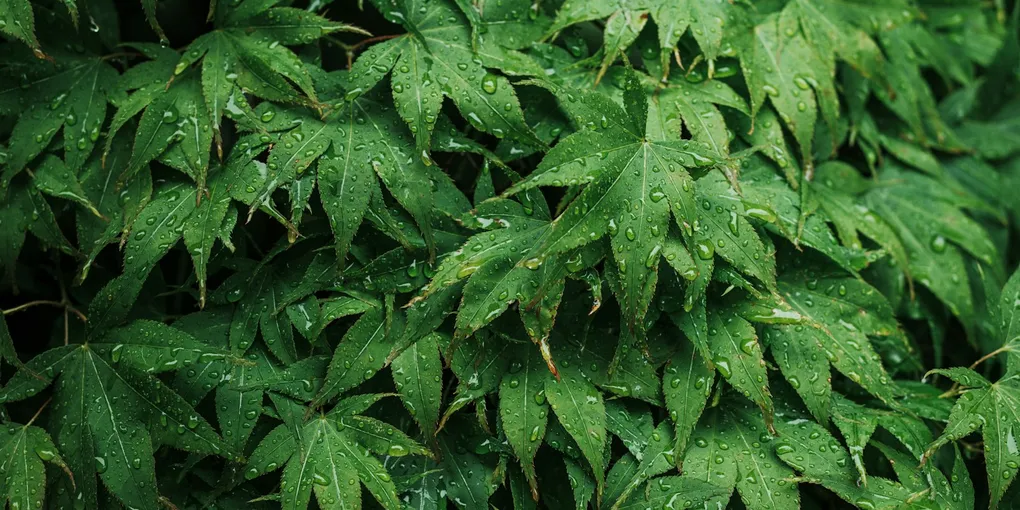 Does Misting Houseplants Actually Increase Humidity?
