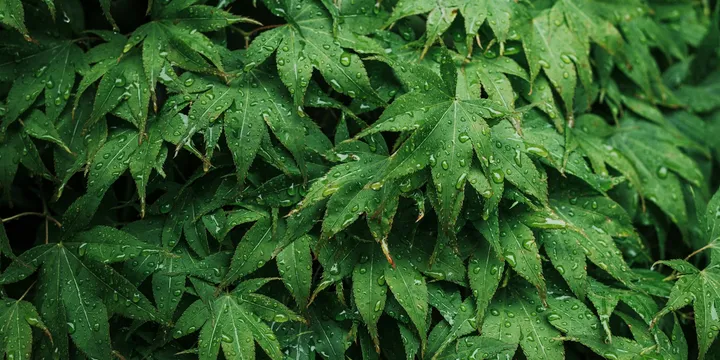 Does Misting Houseplants Actually Increase Humidity?