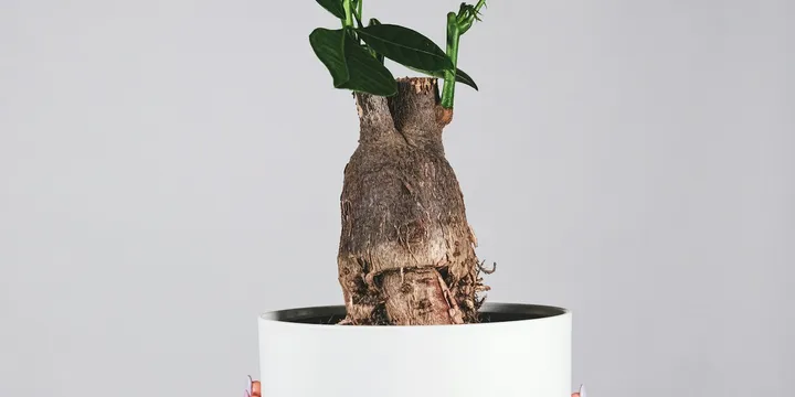 How to Care for a Money Tree