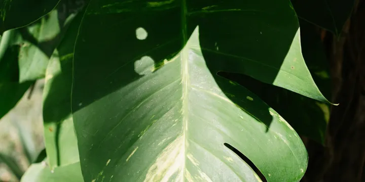 How to Care for a Monstera Albo