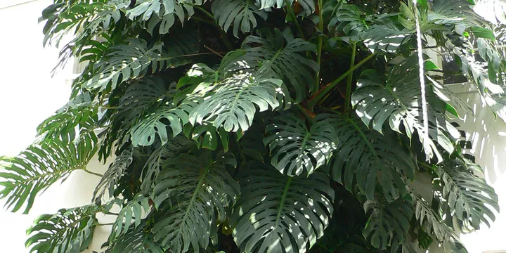 How to Care for a Monstera Deliciosa