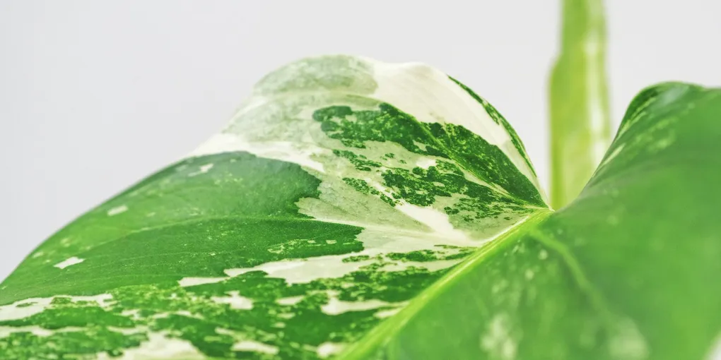 How to Care for a Monstera Standleyana