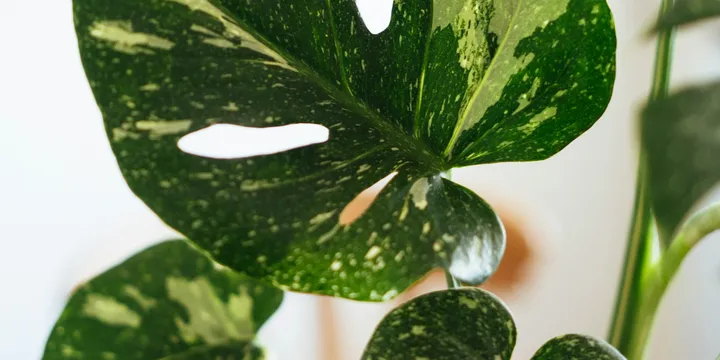 How to Care for a Monstera Thai Constellation