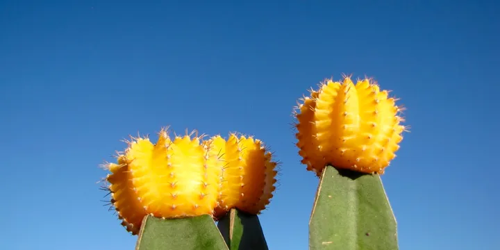How to Care for a Moon Cactus