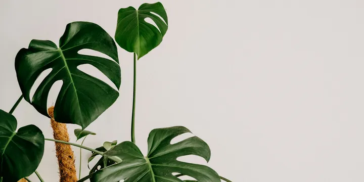 How to Use a Moss Pole for Climbing Houseplants