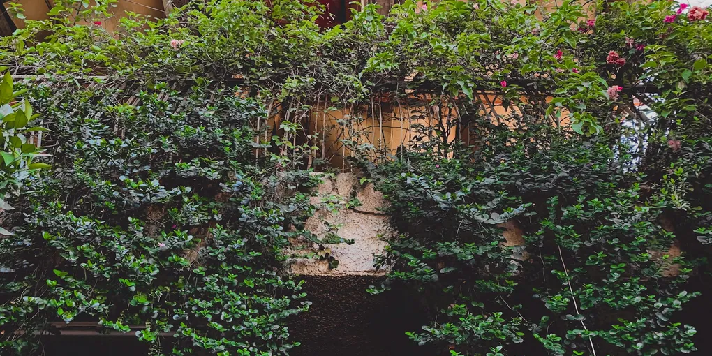 Moving Houseplants Outdoors for Summer (and Back Indoors for Fall)