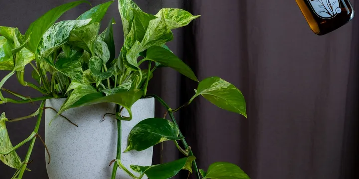 How to Use Neem Oil on Houseplants Safely