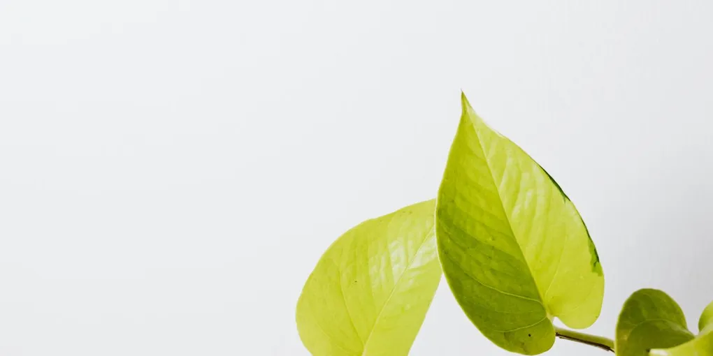 How to Care for a Neon Pothos
