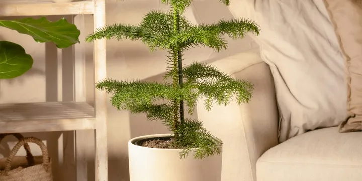 How to Care for a Norfolk Island Pine