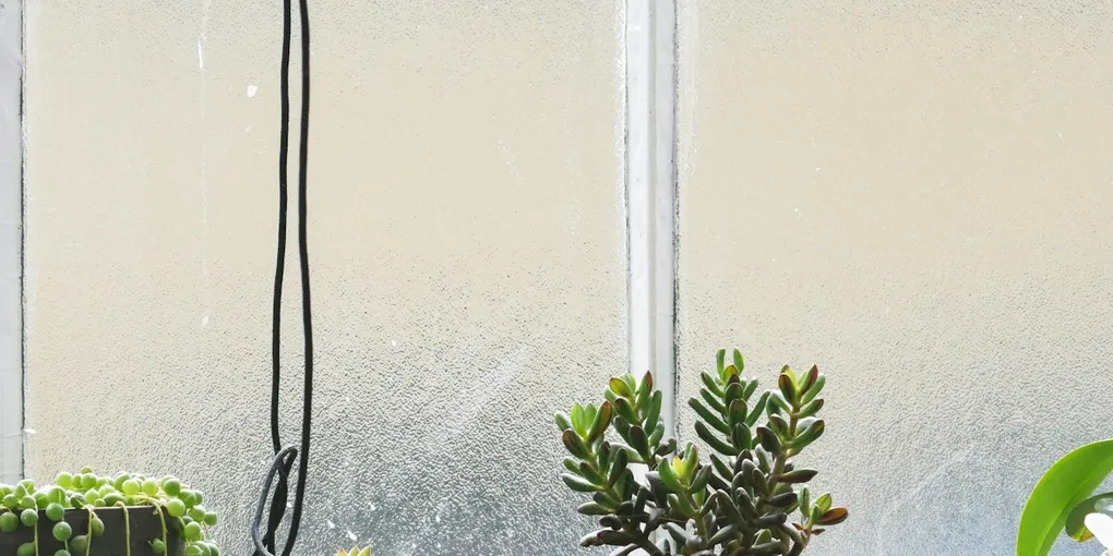 The Best Houseplants for North-Facing Windows