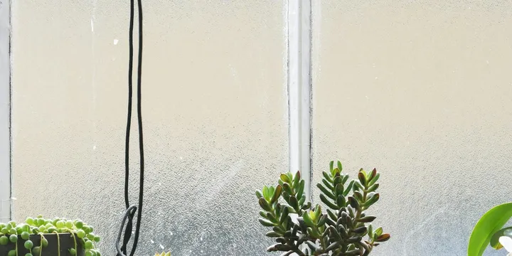 The Best Houseplants for North-Facing Windows