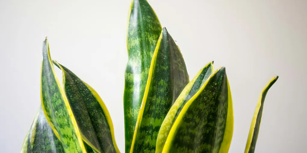 Signs of Nutrient Deficiency in Houseplants (and How to Fix Them)