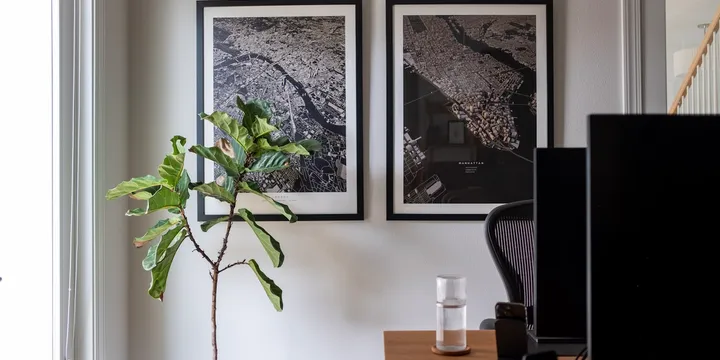 Best Houseplants for Offices and Desks