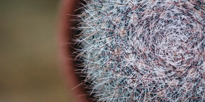 How to Care for an Old Man Cactus