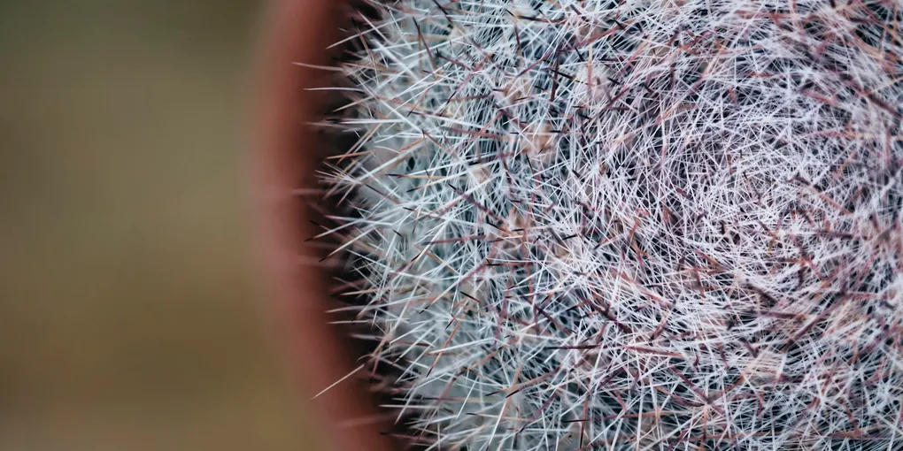 How to Care for an Old Man Cactus