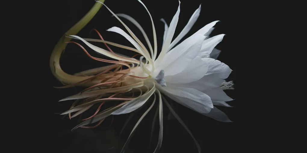 How to Care for an Orchid Cactus