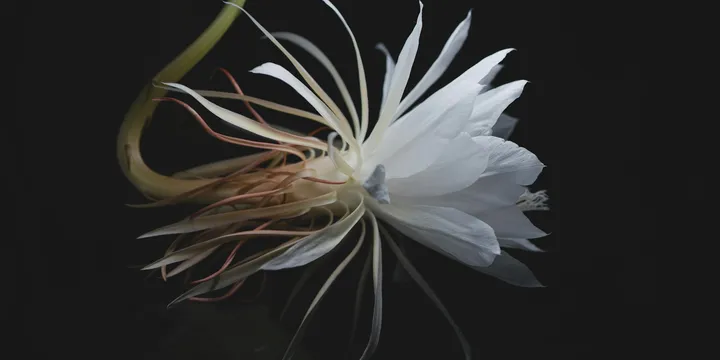 How to Care for an Orchid Cactus