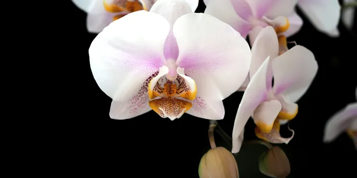 Why Won't My Orchid Rebloom?