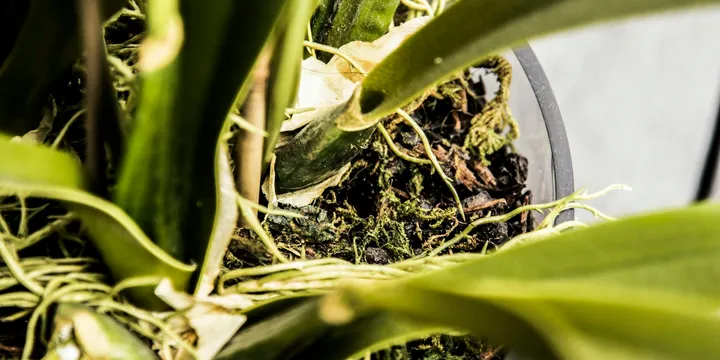 Why Are My Orchid Roots Turning Brown and Mushy?