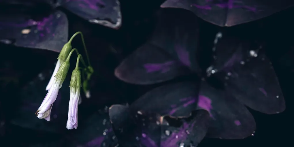How to Care for an Oxalis (Shamrock Plant)