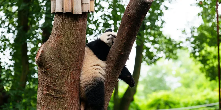 How to Care for a Panda Plant