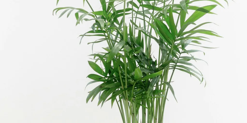 How to Care for a Parlor Palm