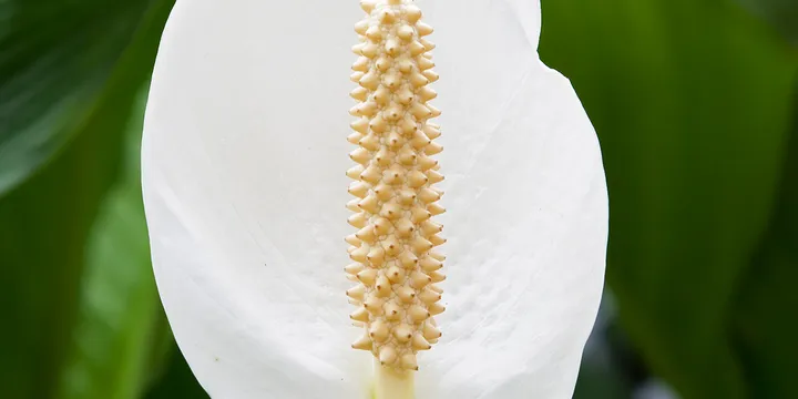How to Care for a Peace Lily