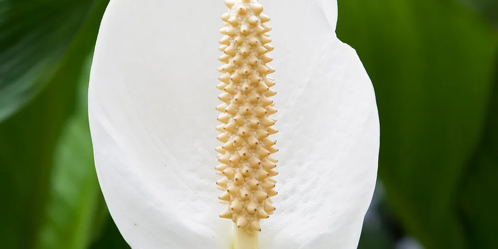 How to Care for a Peace Lily