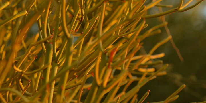 How to Care for a Pencil Cactus