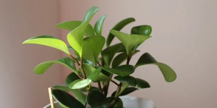 How to Care for a Peperomia