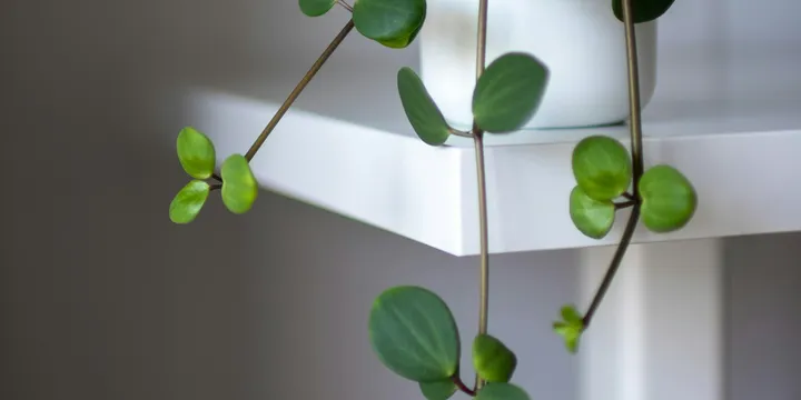 How to Care for a Peperomia Hope