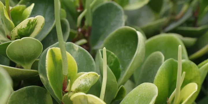 How to Care for a Peperomia Obtusifolia (Baby Rubber Plant)