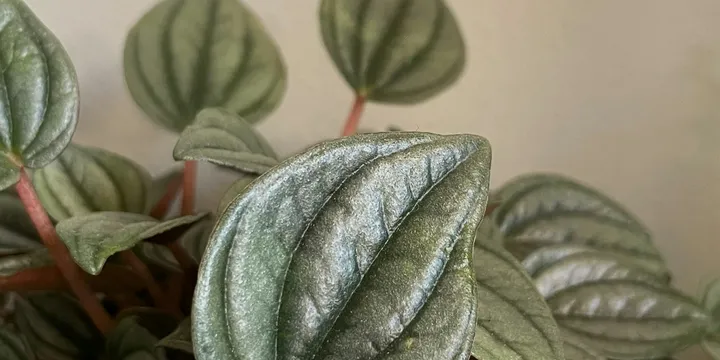 How to Care for a Peperomia Rosso