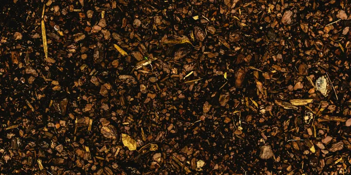 Perlite vs. Vermiculite: What's the Difference for Houseplants?
