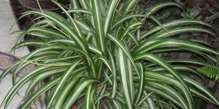 Pet-Safe Houseplants for Cats and Dogs