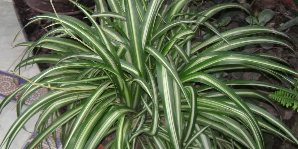 Pet-Safe Houseplants for Cats and Dogs