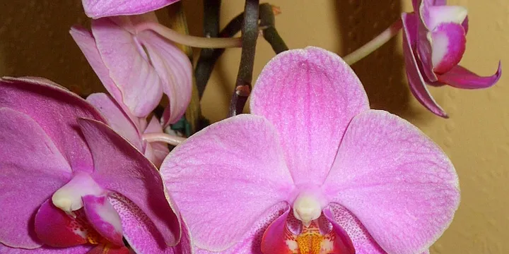 How to Care for a Phalaenopsis Orchid