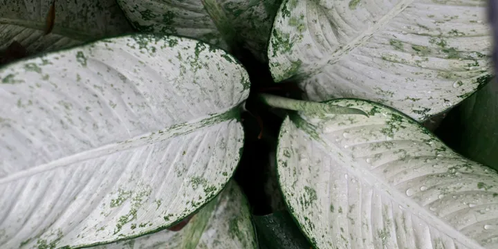 How to Care for a Philodendron Birkin