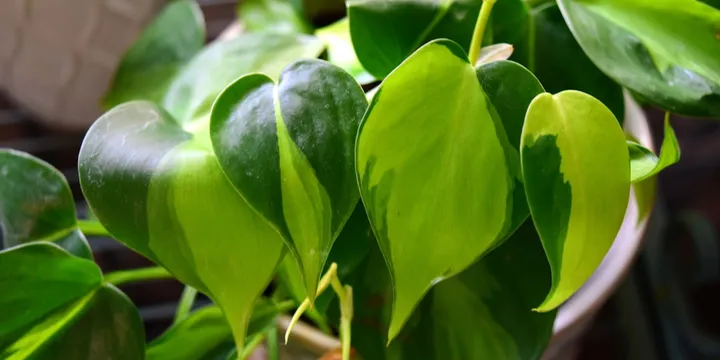 How to Care for a Philodendron Brasil