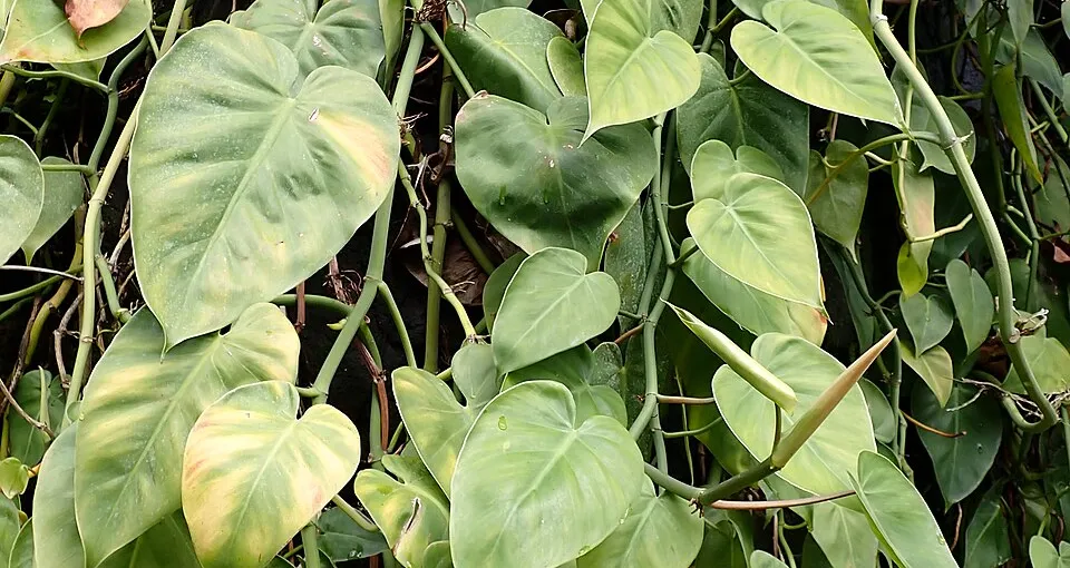How to Care for a Philodendron