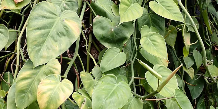 How to Care for a Philodendron