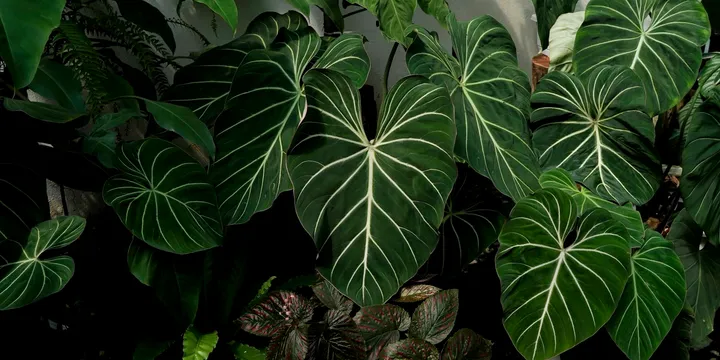 How to Care for a Philodendron Gloriosum