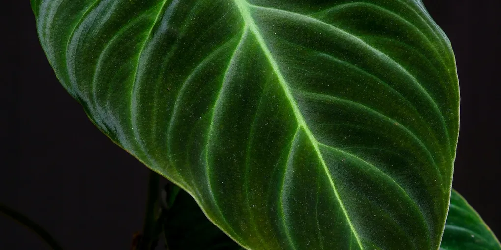 How to Care for a Philodendron Micans